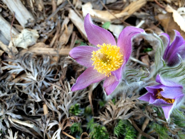 Prairie Crocus Pasque Flower