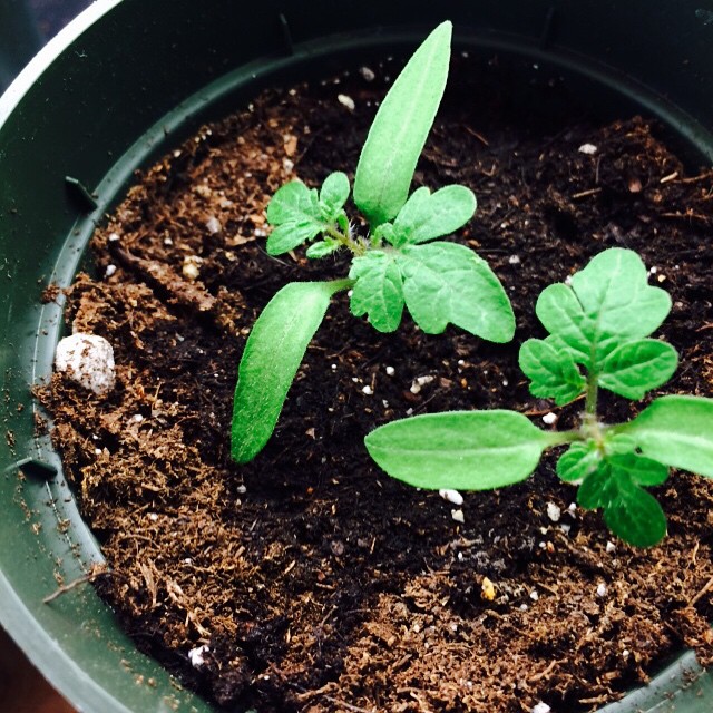Red Robin Tomato Seedlings