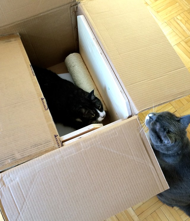 Cats in Box
