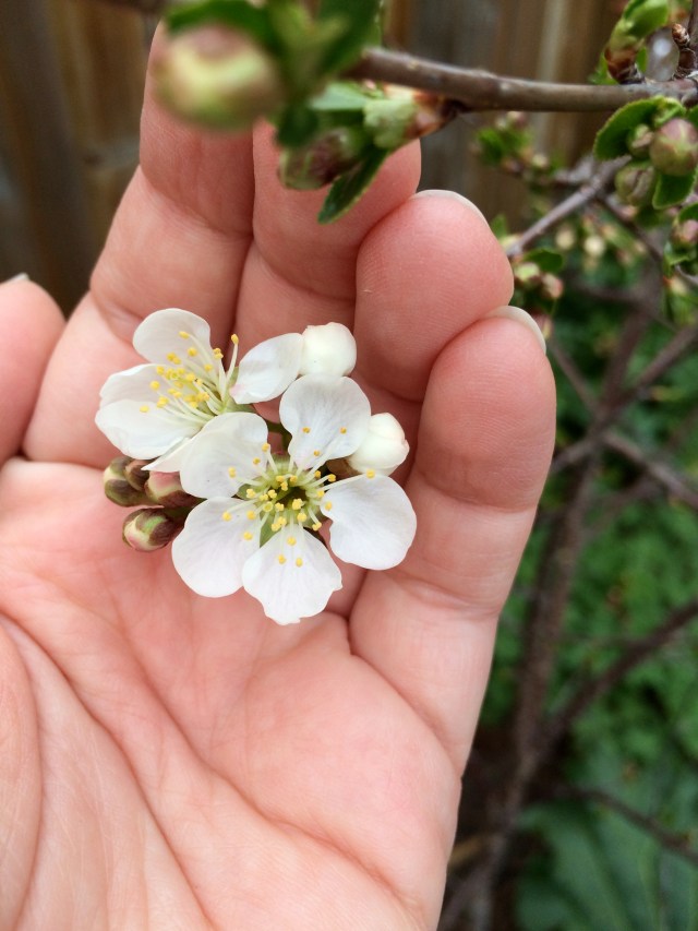 Sour Cherry Blossoms