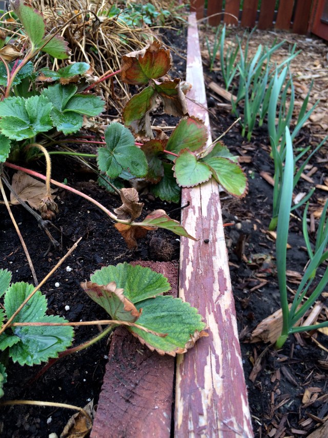 Strawberries & Garlic