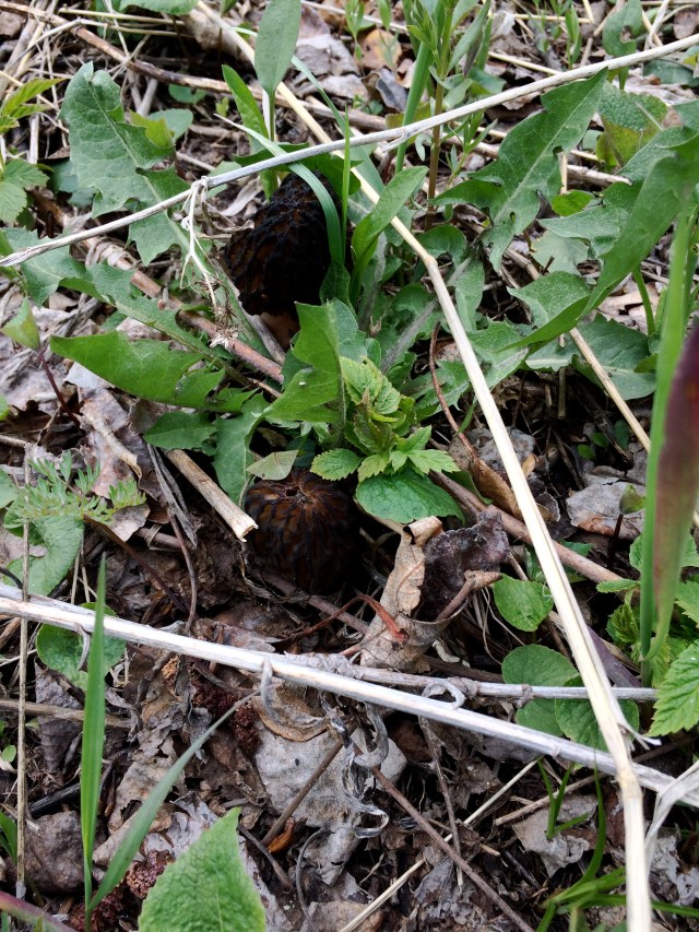Morels Hiding