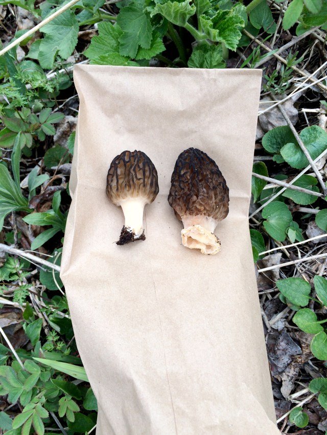 Morel Mushrooms