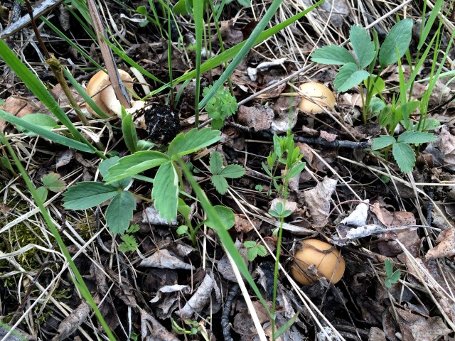 Little Brown Mushrooms