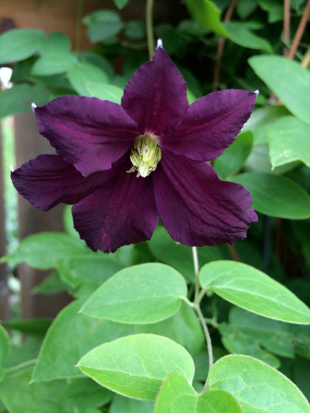 Clematis