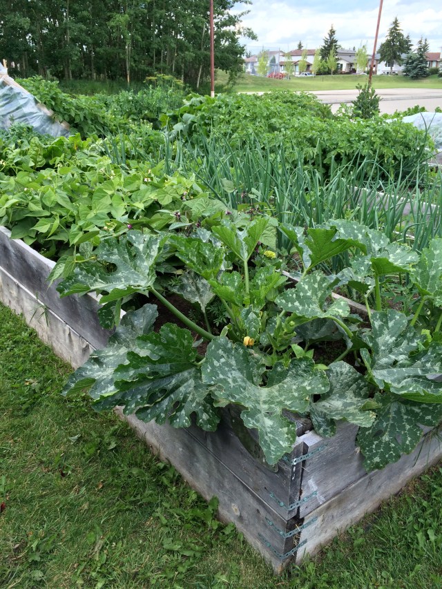 Cedarbrae Community Garden