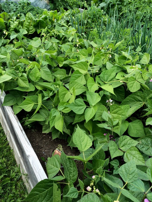 Cedarbrae Community Garden