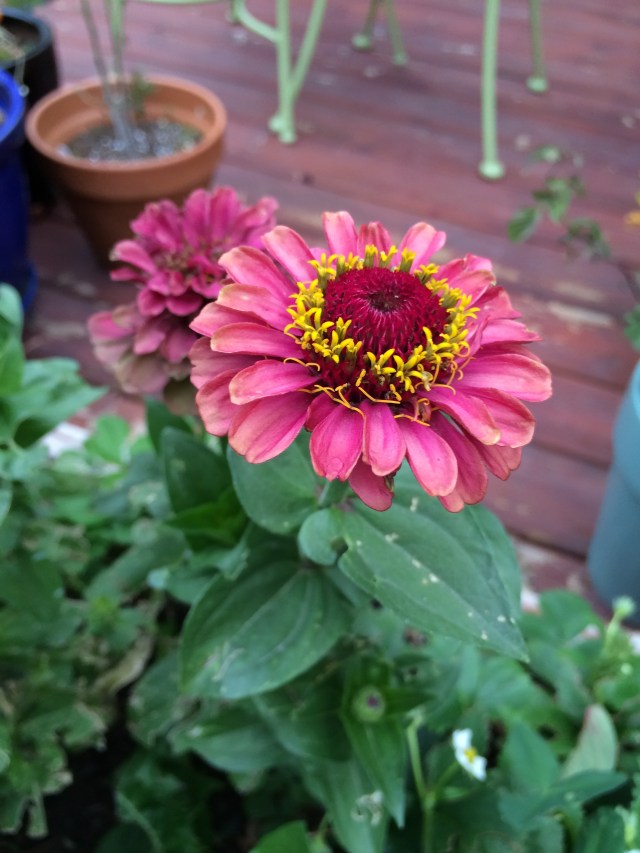 Zinnia